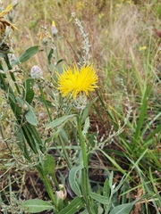Centaurea chartolepis