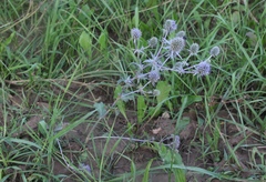 Eryngium planum
