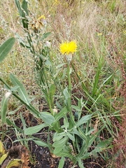 Centaurea chartolepis