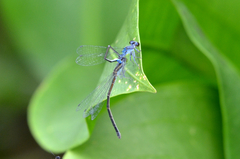 Paracercion calamorum
