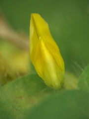 Crotalaria hebecarpa