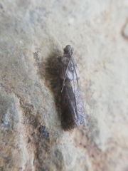 Acrobasis sodalella