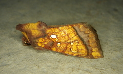 Papaipema harrisii