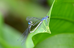 Paracercion calamorum