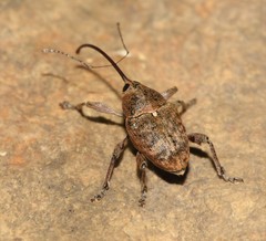 Curculio nucum