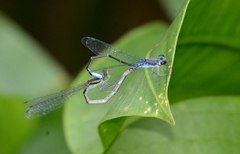 Paracercion calamorum