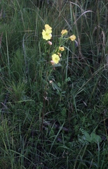 Oenothera biennis