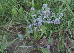 Eryngium planum