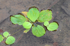 Paracercion calamorum