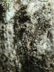 Chaenotheca trichialis