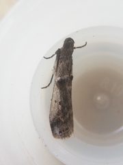 Pseudacrobasis tergestella