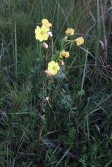 Oenothera biennis