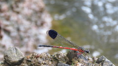 Euphaea pseudodispar