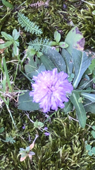 Stokesia
