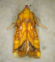 Papaipema harrisii