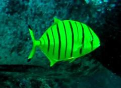 Gnathanodon speciosus