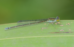 Paracercion calamorum