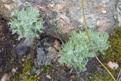 Eriospermum paradoxum