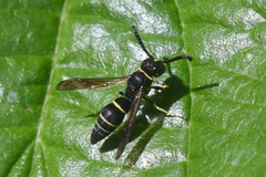 Ancistrocerus albolacteus