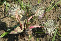 Ledebouria ovatifolia ovatifolia