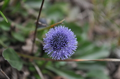 Globularia