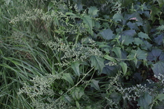 Chenopodiastrum hybridum