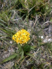 Solidago