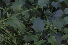 Chenopodiastrum hybridum