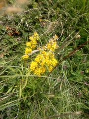 Solidago