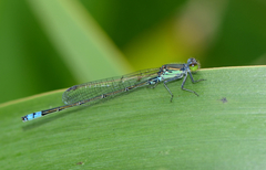 Paracercion calamorum