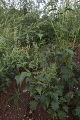 Chenopodiastrum hybridum