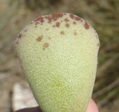 Adromischus cristatus cristatus