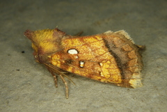 Papaipema harrisii