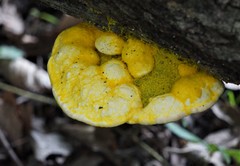 Aurantiporus