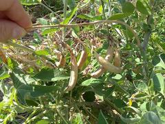 Crotalaria agatiflora