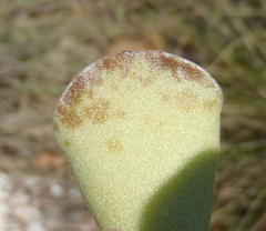 Adromischus cristatus cristatus