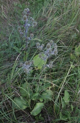 Eryngium planum