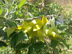 Crotalaria agatiflora