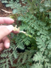 Corydalis ophiocarpa