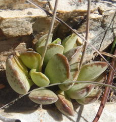 Adromischus cristatus cristatus