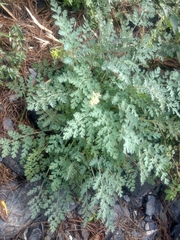 Corydalis ophiocarpa