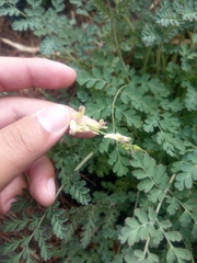 Corydalis ophiocarpa