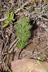 Eriospermum paradoxum