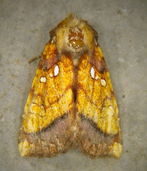 Papaipema harrisii