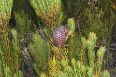 Leucadendron comosum comosum