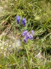 Aconitum fukutomei