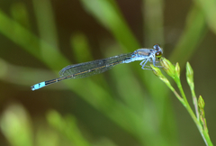 Paracercion calamorum