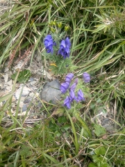 Aconitum fukutomei