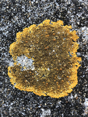 Variospora aurantia