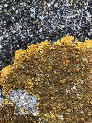 Variospora aurantia